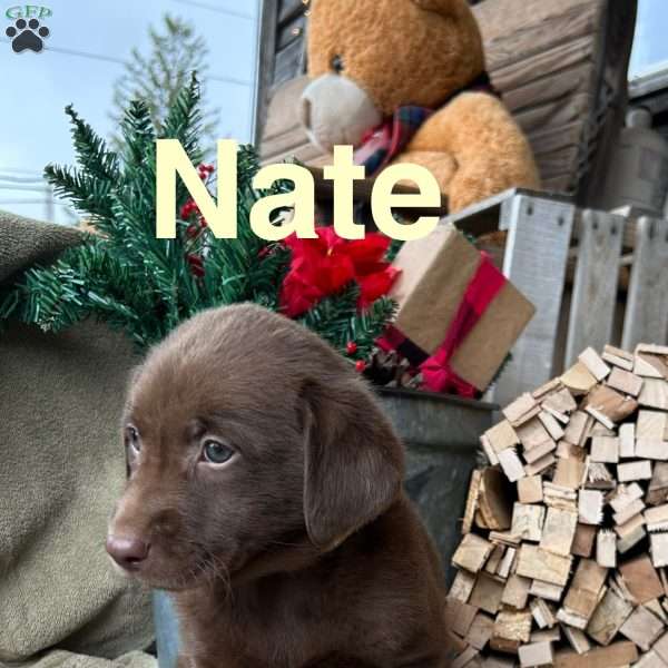 Nate, Chocolate Labrador Retriever Puppy